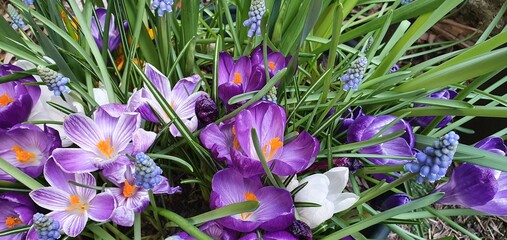 Crocus et Musacris