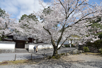 春の南禅寺　境内の桜　京都市