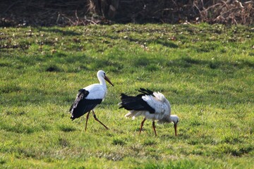 zwei Störche suchen in den Hammewiesen im Teufelsmoor nach Futter