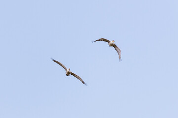 Obraz premium Two pelicans in flight across a blue sky