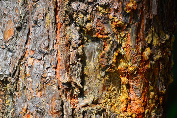 Close-up on cracked bark of a Loblolly Pine trunk with damage and resin dripping