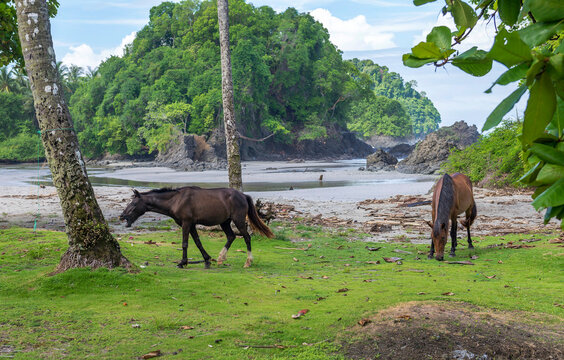 Two Beautiful Brown Horses Is Eating Grass Near Manuel Antonio National Park In Costa Rica. Central America..