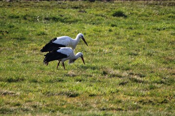 zwei Störche suchen in den Hammewiesen im Teufelsmoor nach Futter