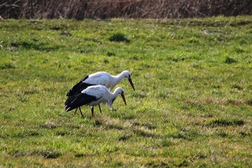 zwei Störche suchen in den Hammewiesen im Teufelsmoor nach Futter