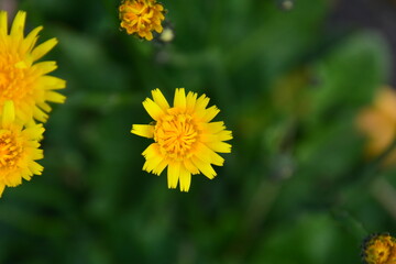タンポポの花