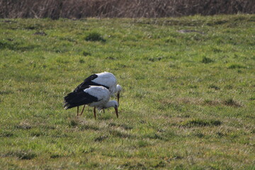 zwei Störche suchen in den Hammewiesen im Teufelsmoor nach Futter