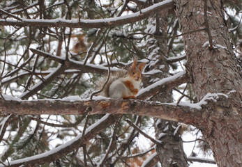 Cute squirrel on conifer tree in snowy forest