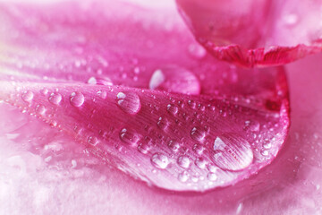close up pink fresh flowers petals of tulips with water drops, wet petals, natural spring background