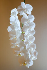 Weiße Orchidee (Orchidaceae phalaenopsis)