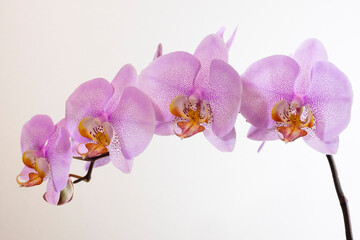 Blühende Orchidee (Orchidaceae phalaenopsis)