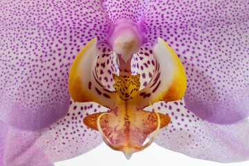 Obraz na płótnie Canvas Blühende Orchidee (Orchidaceae phalaenopsis)