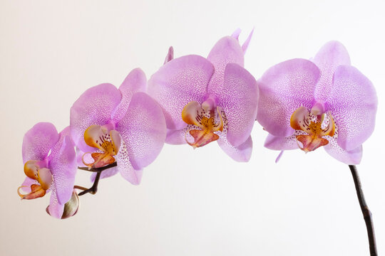 Bl&uuml;hende Orchidee (Orchidaceae phalaenopsis)