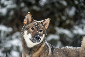 portrait of a female dog of the Japanese shikoku breed 
Beautiful dog walks in snowy forest...
