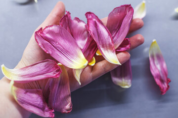 woman hand holding fresh flowers petals of tulips