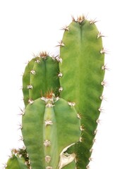 cactus isolated on white