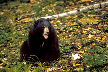 Ours noir Ursus americanus Baribal, dans la forêt au Québec Canada en Amérique du Nord