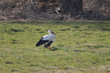 zwei Störche suchen in den Hammewiesen im Teufelsmoor nach Futter