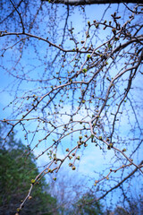 芽吹きたてのイチョウの若葉