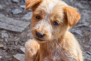 Stock photo of cute little brown color canine breed puppy looking at camera on blur background. Little puppy resting on Indian street in sunny afternoon.