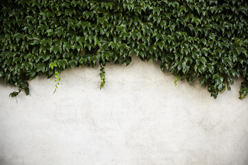 Wall with ivy