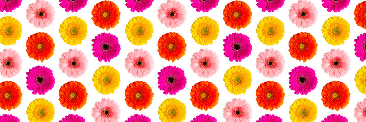 colorful gerbera daisy abstract flower background on a white. Germini photo background not sealmess pattern