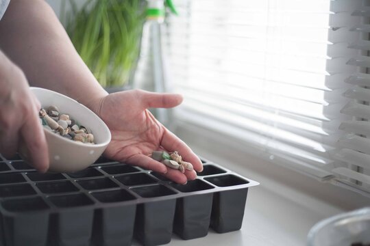 Vegetable garden on the window in the apartment