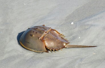 Horseshoe crab on sand background in Atlantic coast of North Florida 