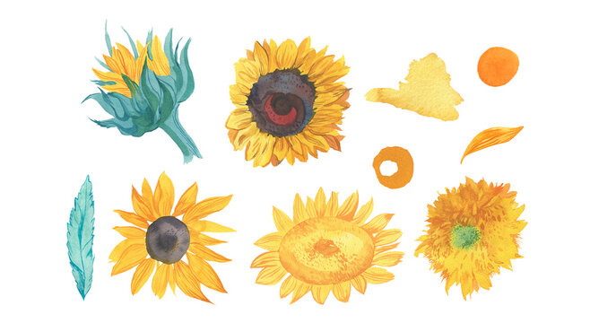 Set of watercolor yellow and trendy sunflowers with textures.Summer botanical collection of flower illustrations on white isolated background hand painted.Designs for posters,packaging,greeting cards.