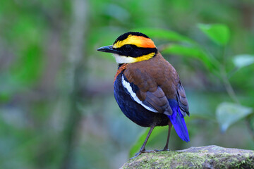 Fat dark blue with brown wings, yellow and red head with black mask calmly perching on clean rock in nature, Malayan Banded Pitta
