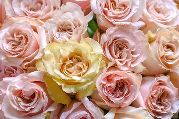 Pastel pink roses texture, top view, close up