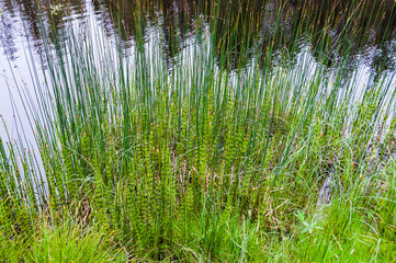 étang de la gruère, la gruère, See, Moorsee, Moor, Weiher, Hochmoor, Wanderweg, Spazierweg, Wald, Waldweg, Wasserpflanzen, Torfmoos, Jura, Naturschutz, Frühling, Sommer, Schweiz