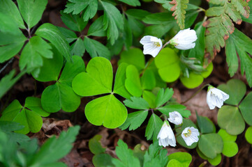 Background from bright green leaves of plants and white flowers. Hare cabbage blooms among forest...