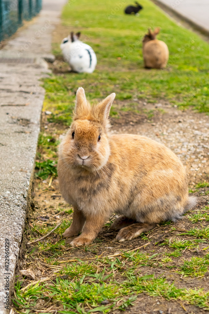 Wall mural dirty ginger rabbit close-up on the background of other rabbits in blur