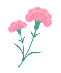 pink carnation flowers vector illustration