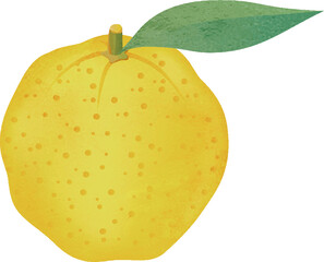 冬　ゆず　果物　水彩　イラスト素材