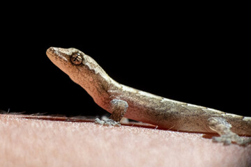 Hemidactylus frenatus Common House Gecko on skin