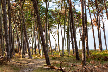 Am Weststrand des Dar&szlig; bei Prerow reicht der Naturwald bis an den Strand. Herbst- und Fr&uuml;hjahrsst&uuml;rme nagen jedes an der Baumkante