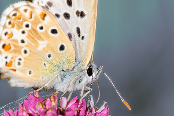 Lycaena Lycaena alciphron butterfly frontal close-up with blurred background.