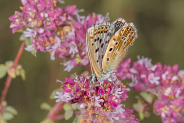 Fototapeta na wymiar Lycaena alciphron butterfly top close-up