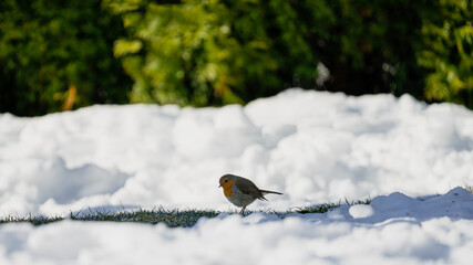 a robin, erithacus rubecula, perched on green grass in the garden on a sunny springday with snow in...