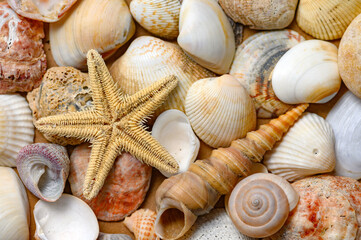 Seashells of various shapes and types. Background
