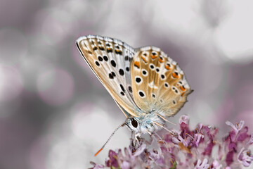 Lycaena Lycaena alciphron butterfly frontal close-up with blurred background.