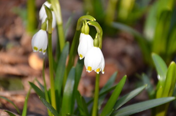 snowdrop looks out from under the snow