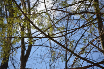 tit on a branch in the woods
