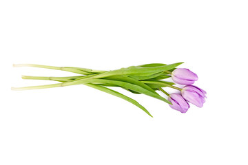 Purple tulip flowers isolated on white background