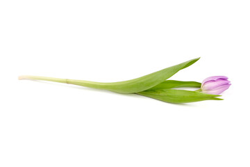 Fototapeta premium Purple flower, tulip isolated on white background