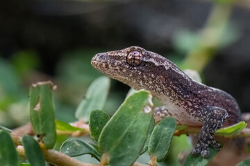 Hemidactylus frenatus Common House Gecko on a branch