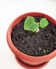 Seedlings of cucumbers in pots near the window, a green leaf close-up. Growing food at home for an ecological and healthy lifestyle. Growing seedlings at home in the cold season
