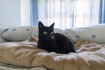 Gata negra en casa descansando