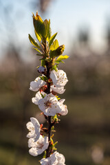 apricot blossoms